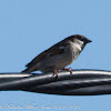 House Sparrow; Gorrión Común