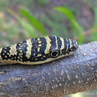 Sri Lankan flying snake