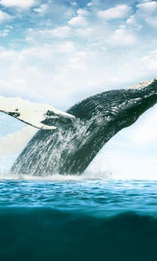 マッコウクジラの壁紙