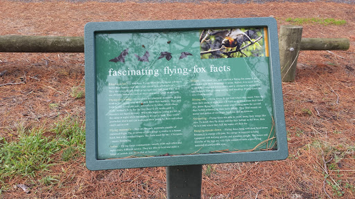 Fascinating Flying Fox Facts