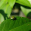 Shield Bug