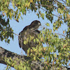 Red-tailed Hawk