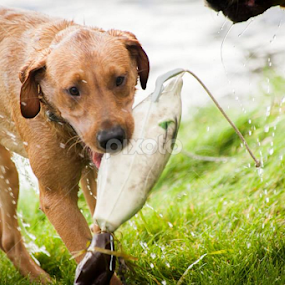 by Kim Woods - Animals - Dogs Playing