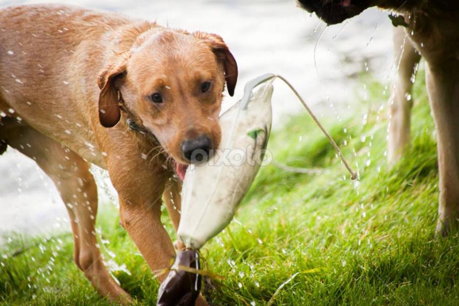 by Kim Woods - Animals - Dogs Playing