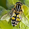 The Footballer Hoverfly