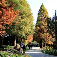 菁芳園 Tenway Garden／花園餐廳／落羽松