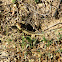Pacific gopher snake