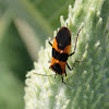 large milkweed bug