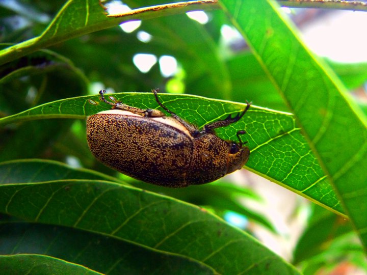 June bug /June beetles