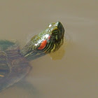 Red-eared Slider Turtle