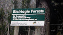 Blairlogie Forest