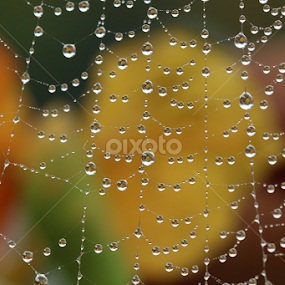 Early morning dew  by Paul Wyman - Nature Up Close Natural Waterdrops