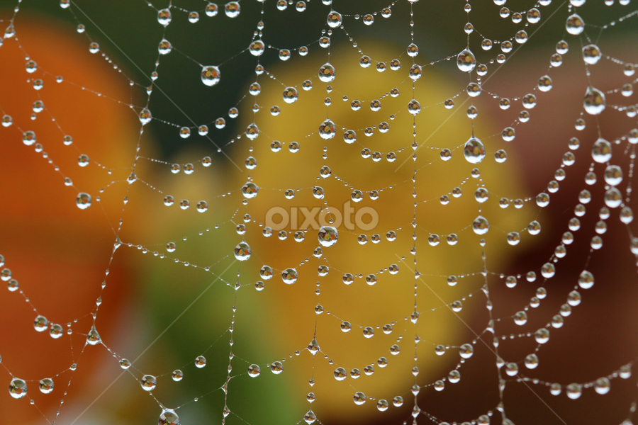 Early morning dew  by Paul Wyman - Nature Up Close Natural Waterdrops