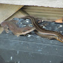 Green anole and five-lined skink