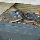 Green anole and five-lined skink