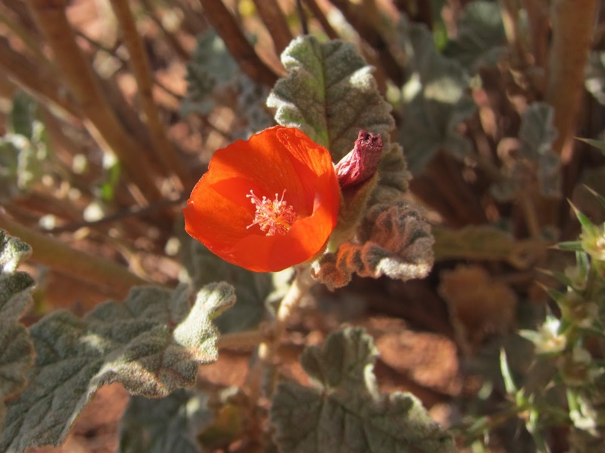 Globemallow