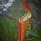 Nepenthes- Monkey cups