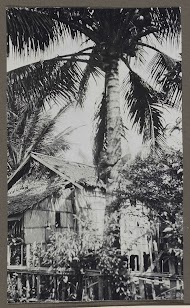 Huis onder palmbomen, op een stam een klauterend kind