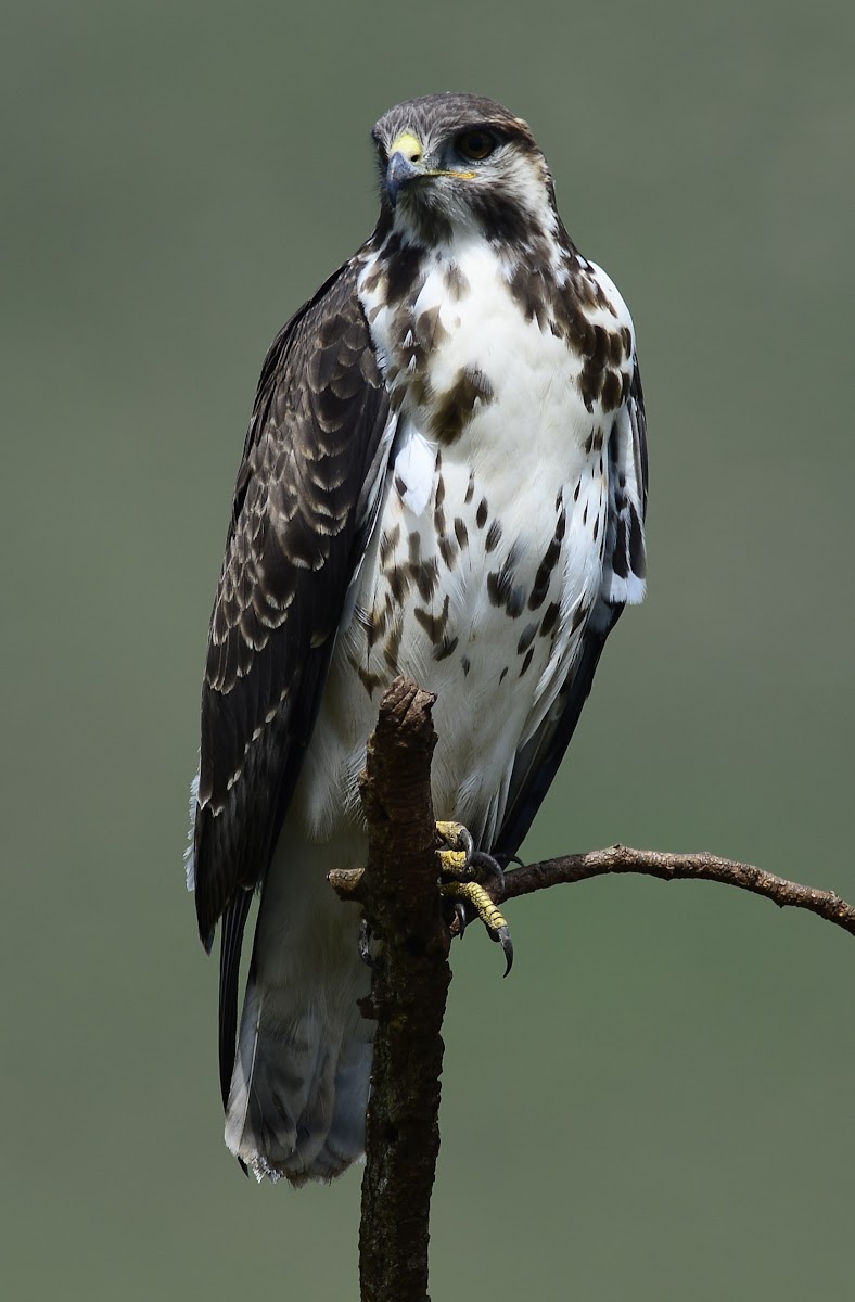 Eagle - African Hawk-Eagle