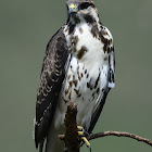 Eagle - African Hawk-Eagle