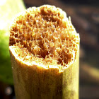 Reed, radial section