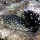 Ashy Sea Cucumber