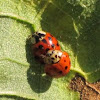 Asian Ladybug pairs mating