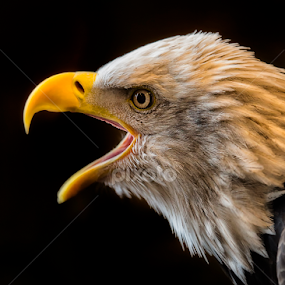 Scream For Freedom by Bill Tiepelman - Animals Birds