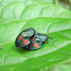 Four spotted tortoise beetle