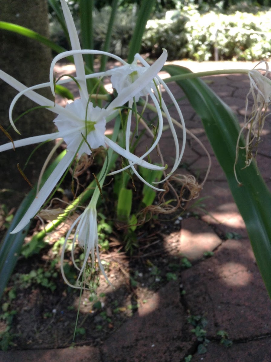 Cleome hassleriana Spider flower