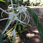 Cleome hassleriana Spider flower