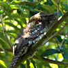Papuan Frogmouth