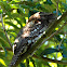 Papuan Frogmouth