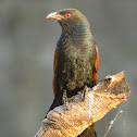 Greater coucal