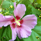 Rose of Sharon