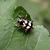Ladybird Beetle.