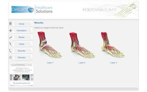   Foot Anatomy- screenshot thumbnail   