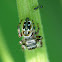 Jumping spider (juvenile)
