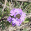 Texas Purple Prairie Verbena