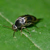 Tumbling flower beetle