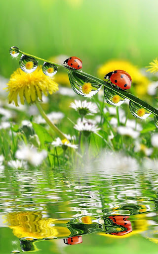 免費下載生活APP|Ladybugs Wallpaper app開箱文|APP開箱王