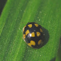 14-spotted ladybird