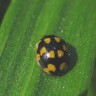 14-spotted ladybird