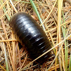 pill bug