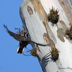 (Female) Nuttall's Woodpecker
