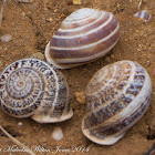 Spanish Snail shells