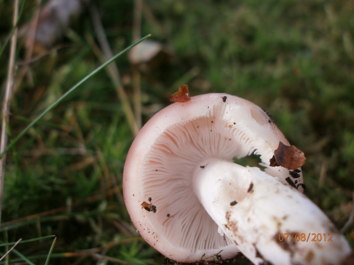 Woodwax Russula?