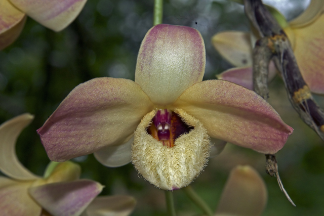 Musky-smelling Dendrobium