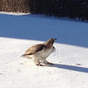 Red Tailed Hawk