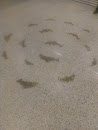Fish in the Floor
